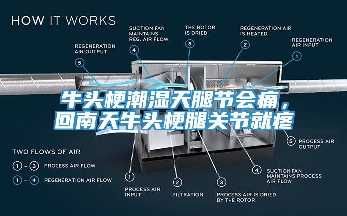 牛頭梗潮濕天腿節(jié)會痛，回南天牛頭梗腿關(guān)節(jié)就疼